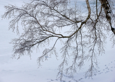 Birkenast im Winter