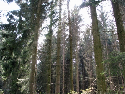 Kranker Wald