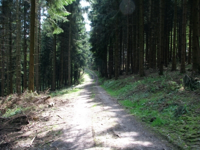 Waldweg