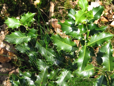 Stachelige Natur