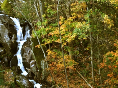 Gutach-Zufluss in Triberg mit Herbstwald