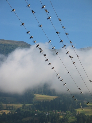 Vögel in den Bergen in Kärnten