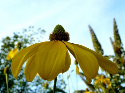 Sonnenauge (Heliopsis)