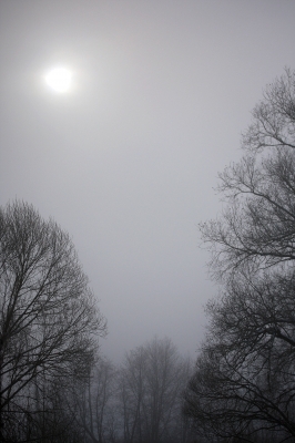Morgens im Nebel