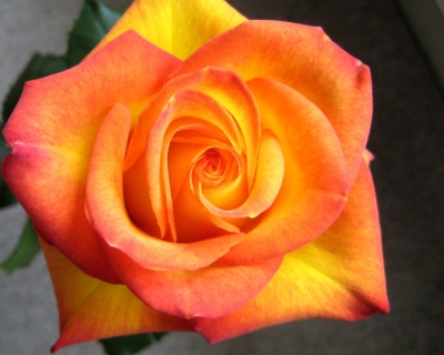 Rose orange-gelb