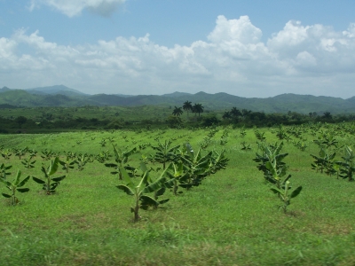 Kuba Bananenplantage