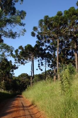 Brasilianischer Pinienwald
