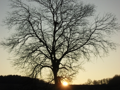 Großer Baum mit kleiner Sonne