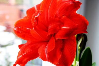 Blüte der Amaryllis