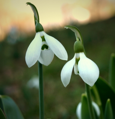 Schneeglöckchen in der Abendsonne_1