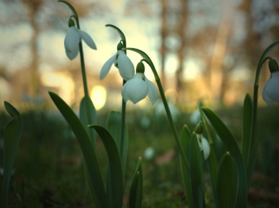 Schneeglöckchen in der Abendsonne_2