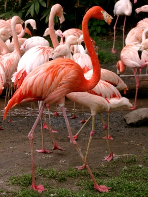 Flamingos