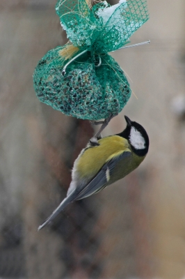 In meinem Garten