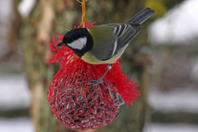 In meinem Garten