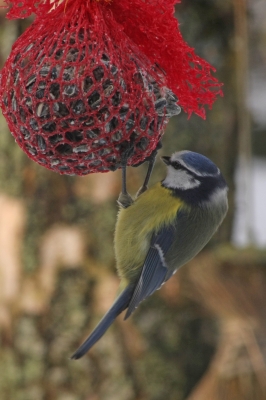 In meinem Garten