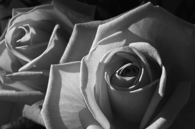 Rosen schwarz-weiß