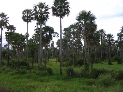 Palmenkamp