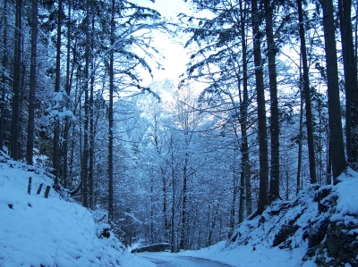 Winterwald