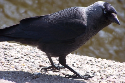 neugieriger Vogel