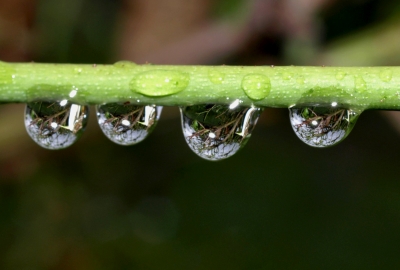 Raindrops