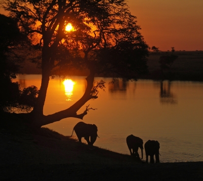 am Chobe River