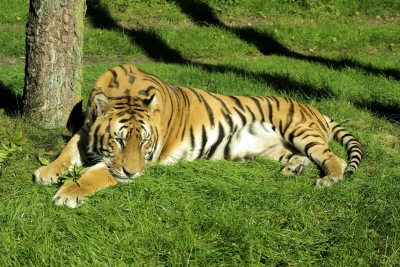 Tiger beim Nickerchen