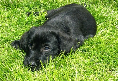 Labradormix Welpe