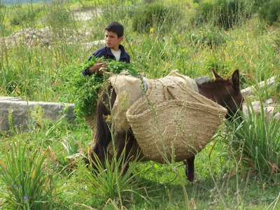 Kleiner Marokkaner mirt Esel