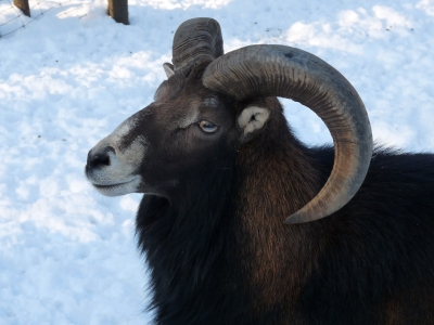 Mufflonbock