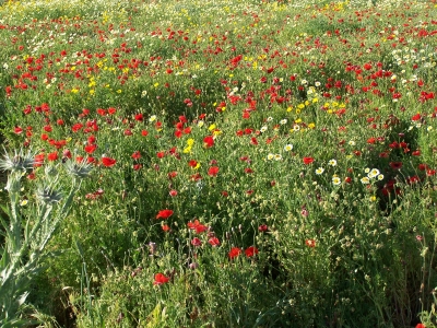 Mohn, Margeriten und Disteln