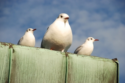 Monstermöwe