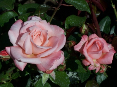 rosa Rosen