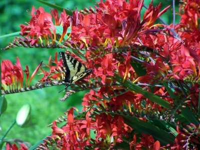 Butchard Gardens bei Victoria Kanada