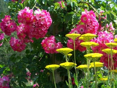 Butchard Gardens