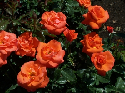 orange Rosen