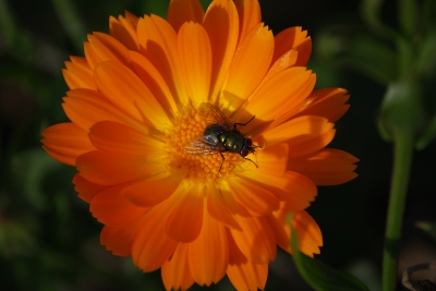 Ringelblume und Fliege