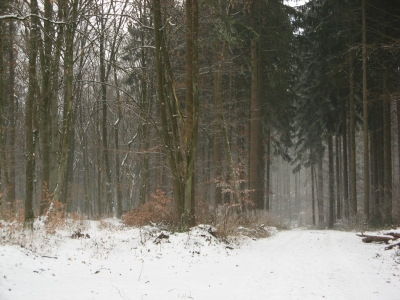 Winterwald