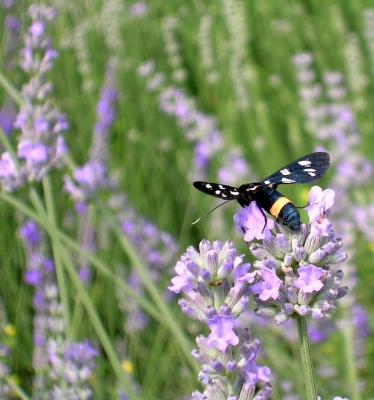 Schmetterling