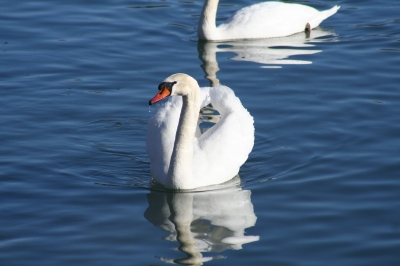 Schwan