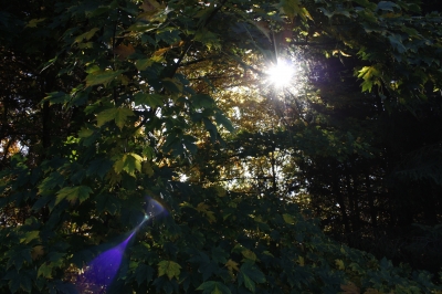 Sonnenlicht zwischen Blättern