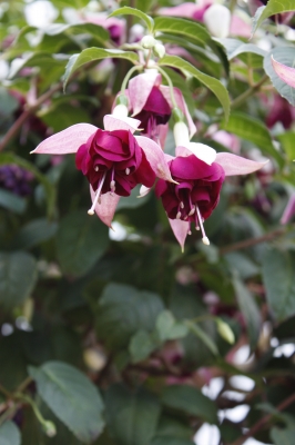 Fuchsienblüte2