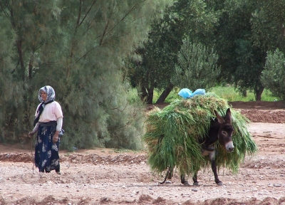 Ernte auf marokkanisch