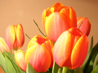 Frühlingsboten -> Tulpen