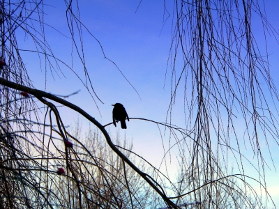 Der vogel auf dem baum