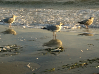 Möwen am Strand von Fehmarn