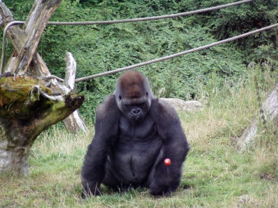 Apfel mit Gorilla