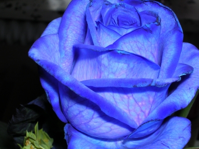 Rosenblüte blau