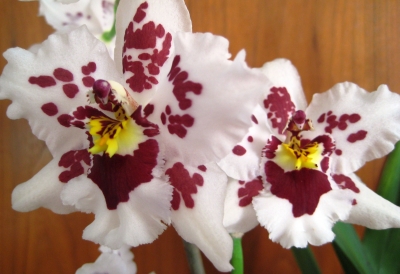 Cambria-Orchidee.....