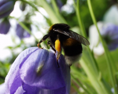 Hummel an Glockenblume