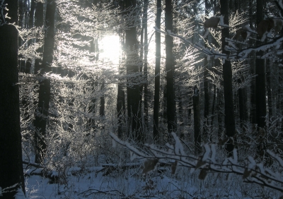 Winterwald